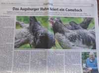 Das Augsburgerhuhn in der Presse
